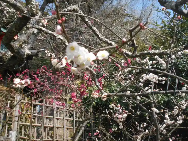 荏柄天神社の自然