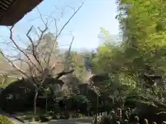 報国寺の庭園