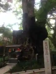 來宮神社の自然