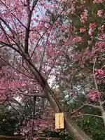 櫻木神社の自然