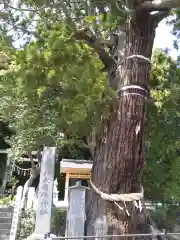 大國魂神社の自然