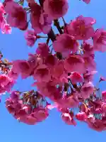 清雲寺の{uncategorized: "未分類", other: "その他", undefined: "問題あり", building: "その他建物", grave: "お墓", sacred_gate: "鳥居", guardian: "狛犬", statue: "像", buddha: "仏像", history: "歴史", nature: "自然", garden: "庭園", animal: "動物", pagoda: "塔", temizu: "手水舎", mountain_gate: "山門・神門", sanctuary: "本殿・本堂", subordinate: "末社・摂社", art: "芸術", scenery: "景色", jizo: "地蔵", ema: "絵馬", goshuin: "御朱印", omikuji: "おみくじ", items: "授与品その他", amulet: "お守り", goshuincho: "御朱印帳", eats: "食事", festival: "お祭り", votive_dance: "神楽", shichigosan: "七五三参", wedding: "結婚式", experience: "体験その他", initially: "初詣", around: "周辺", anti_infection: "感染症対策"}