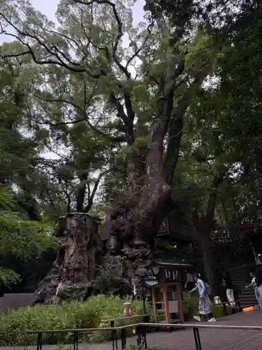 來宮神社(静岡県)