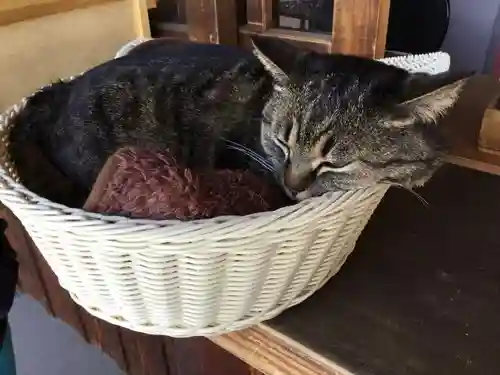 前玉神社の動物