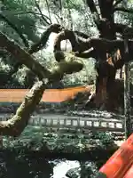 太宰府天満宮の自然