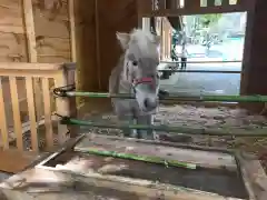 平塚八幡宮の動物