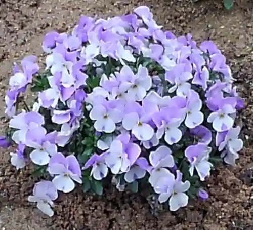 大鏑神社の自然