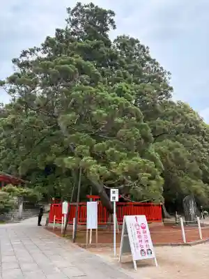 香椎宮の{uncategorized: "未分類", other: "その他", undefined: "問題あり", building: "その他建物", grave: "お墓", sacred_gate: "鳥居", guardian: "狛犬", statue: "像", buddha: "仏像", history: "歴史", nature: "自然", garden: "庭園", animal: "動物", pagoda: "塔", temizu: "手水舎", mountain_gate: "山門・神門", sanctuary: "本殿・本堂", subordinate: "末社・摂社", art: "芸術", scenery: "景色", jizo: "地蔵", ema: "絵馬", goshuin: "御朱印", omikuji: "おみくじ", items: "授与品その他", amulet: "お守り", goshuincho: "御朱印帳", eats: "食事", festival: "お祭り", votive_dance: "神楽", shichigosan: "七五三参", wedding: "結婚式", experience: "体験その他", initially: "初詣", around: "周辺", anti_infection: "感染症対策"}