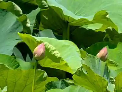 旗上弁財天社(神奈川県)