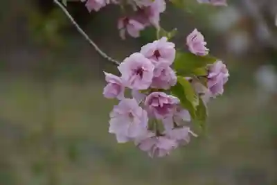仁和寺(京都府)