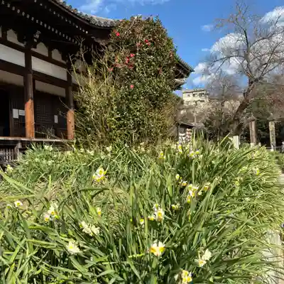 般若寺 ❁﻿コスモス寺❁(奈良県)