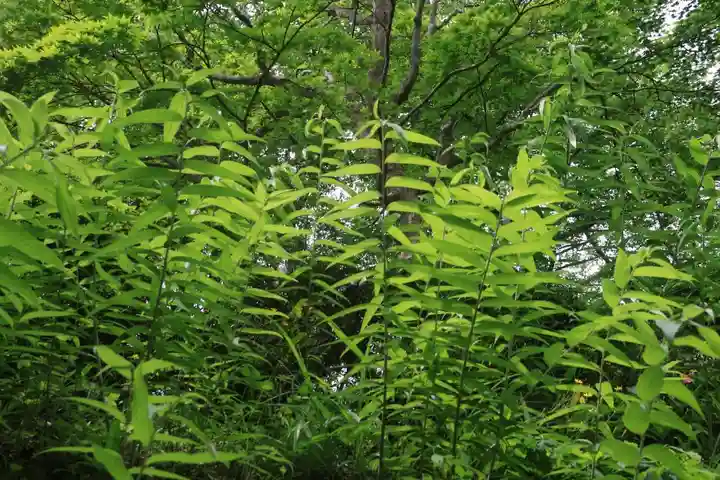 三春大神宮の自然