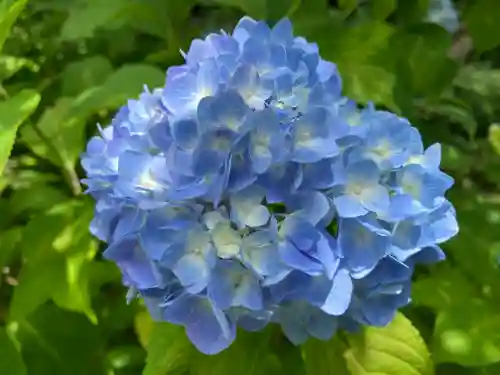 矢田寺(奈良県)