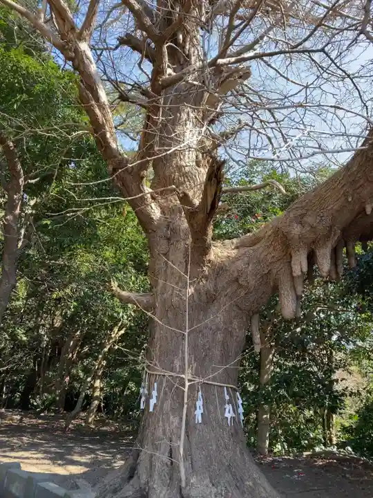 鎌数伊勢大神宮の自然
