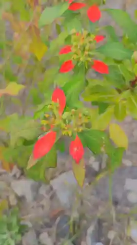 清洲山王宮　日吉神社の自然