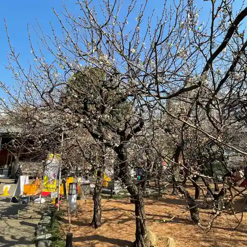 湯島天満宮の庭園