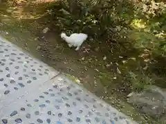 武田神社の動物