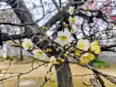 北野神社の自然