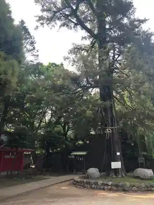 駒込富士神社(東京都)