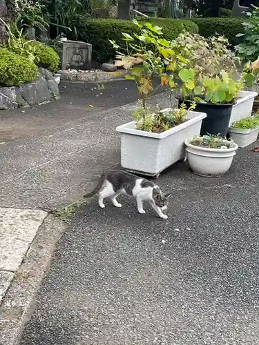 浄元寺の動物