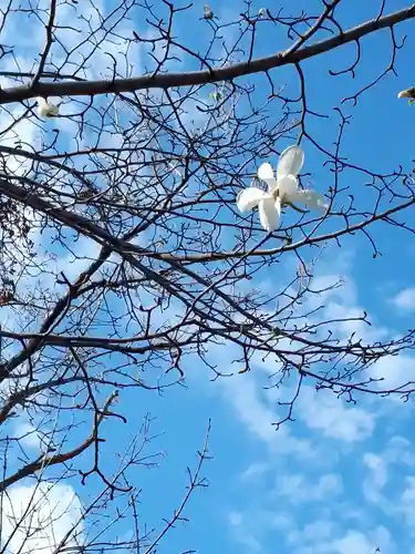 新琴似神社の自然