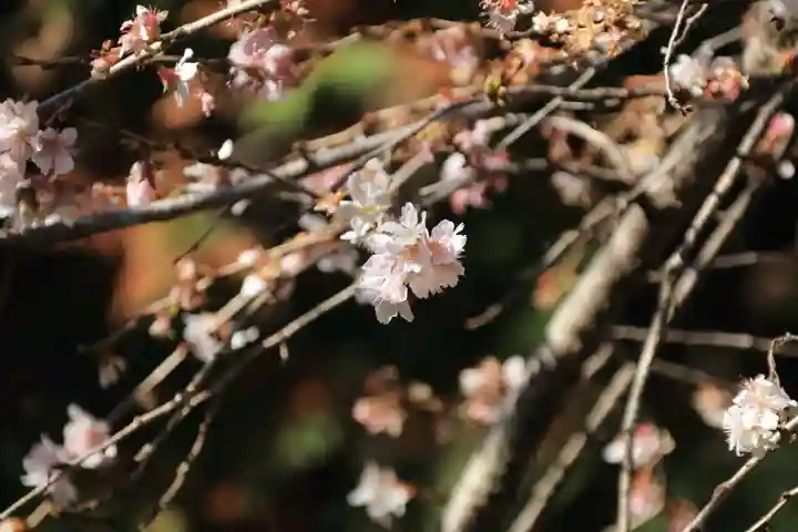 鹿島大神宮の自然