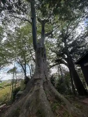 二本松神社の{uncategorized: "未分類", other: "その他", undefined: "問題あり", building: "その他建物", grave: "お墓", sacred_gate: "鳥居", guardian: "狛犬", statue: "像", buddha: "仏像", history: "歴史", nature: "自然", garden: "庭園", animal: "動物", pagoda: "塔", temizu: "手水舎", mountain_gate: "山門・神門", sanctuary: "本殿・本堂", subordinate: "末社・摂社", art: "芸術", scenery: "景色", jizo: "地蔵", ema: "絵馬", goshuin: "御朱印", omikuji: "おみくじ", items: "授与品その他", amulet: "お守り", goshuincho: "御朱印帳", eats: "食事", festival: "お祭り", votive_dance: "神楽", shichigosan: "七五三参", wedding: "結婚式", experience: "体験その他", initially: "初詣", around: "周辺", anti_infection: "感染症対策"}