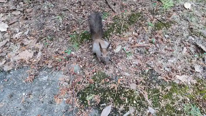 上川神社の動物