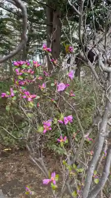 北広島市総鎮守　廣島神社(北海道)