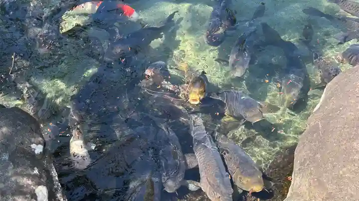 甲斐善光寺(山梨県)