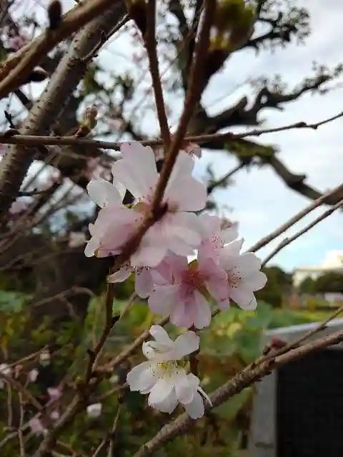 寛永寺不忍池弁天堂の自然