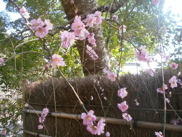 荏柄天神社の自然