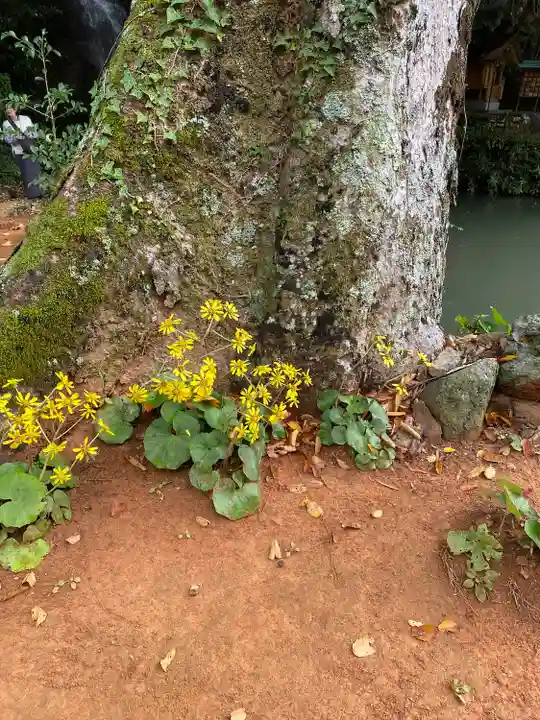 出雲大社北島国造館 出雲教(島根県)