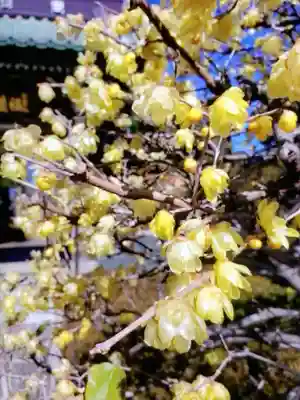 福蔵院(東京都)