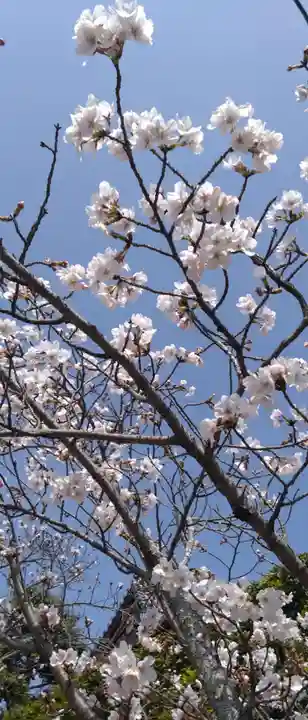 くろ谷 金戒光明寺(京都府)