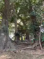麻賀多神社(千葉県)