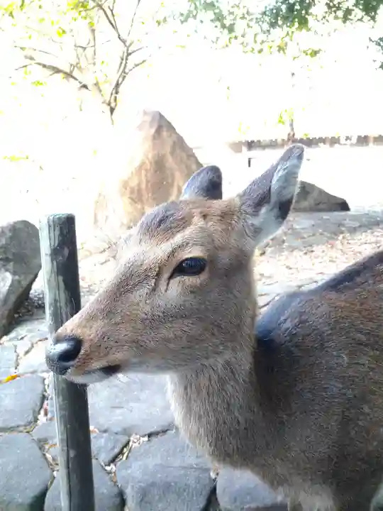 豊国神社 の動物