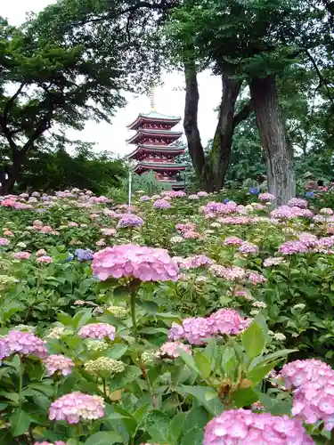 本土寺(千葉県)