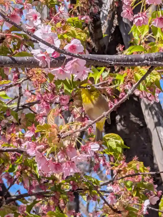 鳩森八幡神社(東京都)