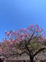 太宰府天満宮の{uncategorized: "未分類", other: "その他", undefined: "問題あり", building: "その他建物", grave: "お墓", sacred_gate: "鳥居", guardian: "狛犬", statue: "像", buddha: "仏像", history: "歴史", nature: "自然", garden: "庭園", animal: "動物", pagoda: "塔", temizu: "手水舎", mountain_gate: "山門・神門", sanctuary: "本殿・本堂", subordinate: "末社・摂社", art: "芸術", scenery: "景色", jizo: "地蔵", ema: "絵馬", goshuin: "御朱印", omikuji: "おみくじ", items: "授与品その他", amulet: "お守り", goshuincho: "御朱印帳", eats: "食事", festival: "お祭り", votive_dance: "神楽", shichigosan: "七五三参", wedding: "結婚式", experience: "体験その他", initially: "初詣", around: "周辺", anti_infection: "感染症対策"}