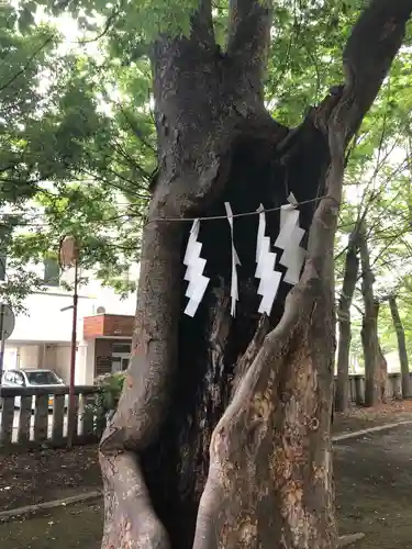 戸部杉山神社の自然