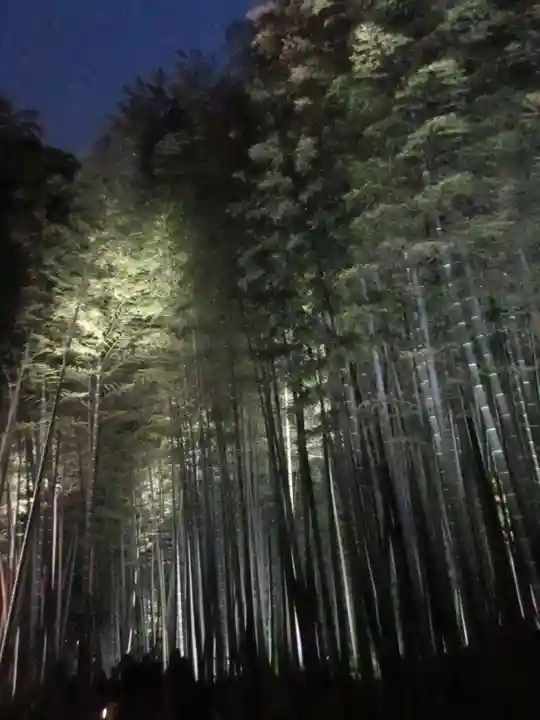 高台寺(高台寿聖禅寺・高臺寺)の自然