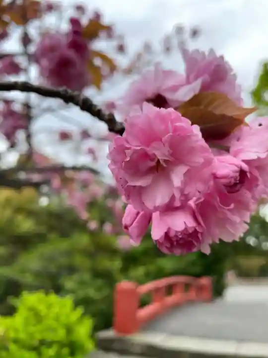 鶴岡八幡宮の自然