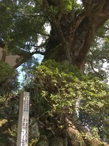 清澄寺の庭園