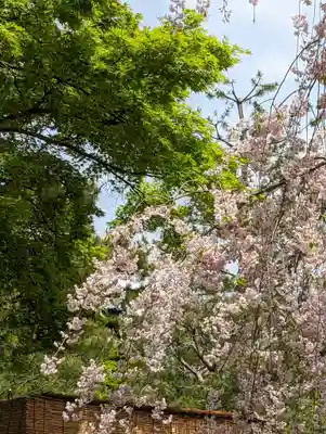 建仁寺(建仁禅寺)の自然