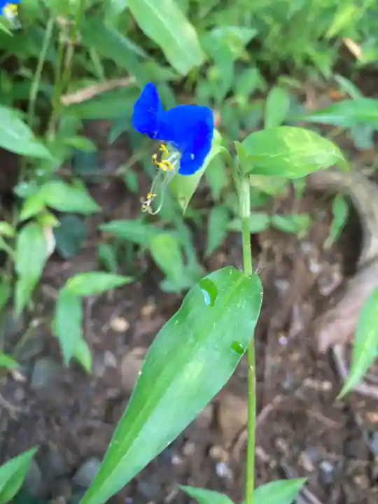 高司神社〜むすびの神の鎮まる社〜の自然