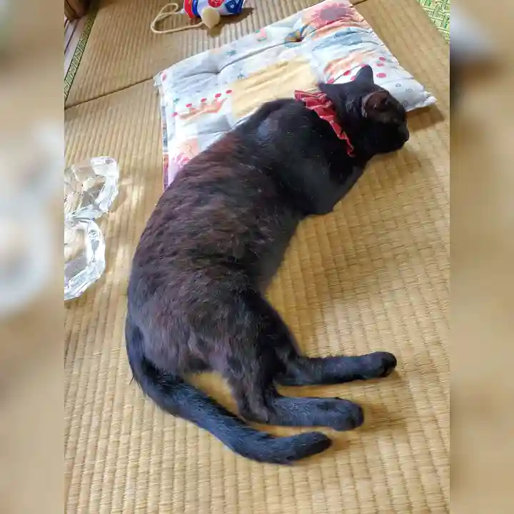 高司神社〜むすびの神の鎮まる社〜(福島県)
