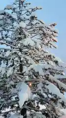 新琴似神社の自然