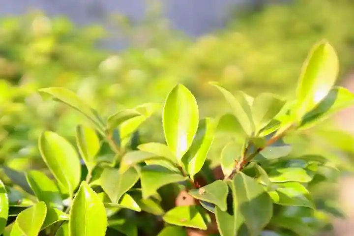 三津厳島神社の自然