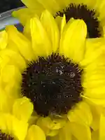 上尾御嶽神社の手水舎